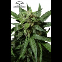 Auto Durban Poison
