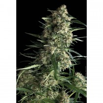 Auto Galaxy pyramid seeds