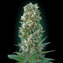 Auto Heavy Bud