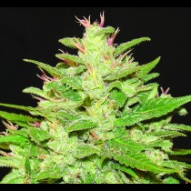 Auto Kush