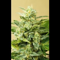 Auto Low Girl