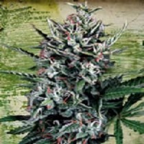 Auto Silver Bullet