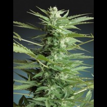 Auto Sweet Dwarf