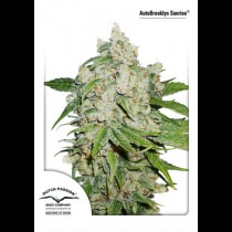 AutoBrooklyn Sunrise Dutch Passion