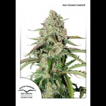 Auto Colorado Cookies | Dutch Passion