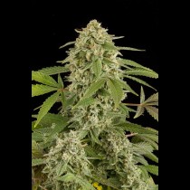 White Widow Autoflowering