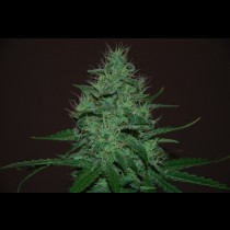 Autoflowering Amnesia Haze