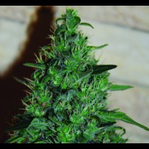 Autoflowering Critical AK