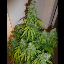 Automazar Bulk seeds