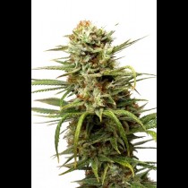 Autowhite Widow