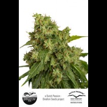 Autoxtreme Autoflowering cannabis seeds