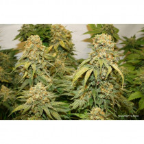 Banana Blaze 