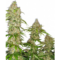 Banana Kush Cake