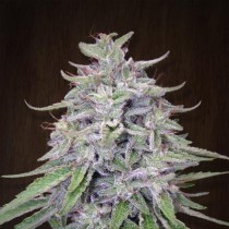 BANGI HAZE cannabis seeds
