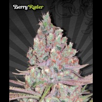Berry Ryder Automatic