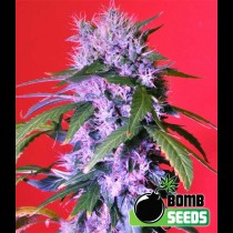 Berry bomb Bomb seeds