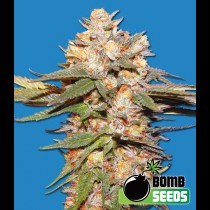 Big Bomb Auto