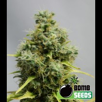 Big Bomb Bomb seeds