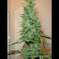 Big Bud Regular cannabis seeds