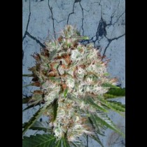Big Bud XXL