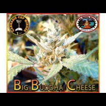 Big Buddha Cheese Feminized