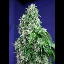 Big Devil Sweet Seeds