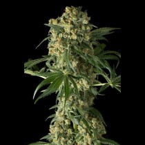 Big Kush Dinafem