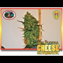 Big Buddha Cheese Automatic