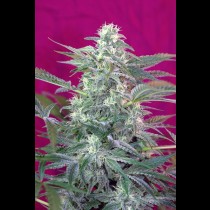 big foot cannabis seeds