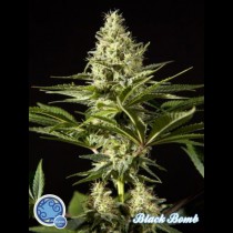 Black Bomb 