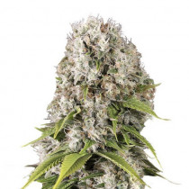 Black Domina