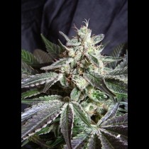 Black Jack review