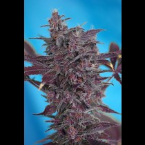 Black Cream Auto