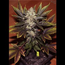 Black Domina X White Russian