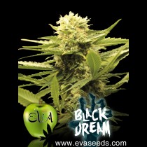 Black Dream