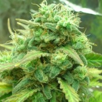 Black Jack Nirvana Seeds
