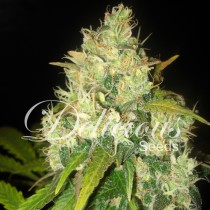 Black russian