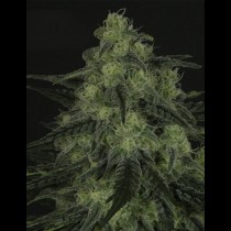 Black Valley Rippers Seeds