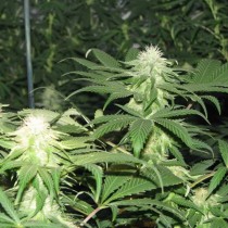 Blackberry Nirvana Seed