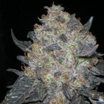 Blackwater Strain Review