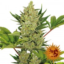 Blue-Cheese-Auto