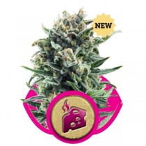 Blue Cheese Strain & Review