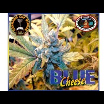 Blue Cheese Feminized