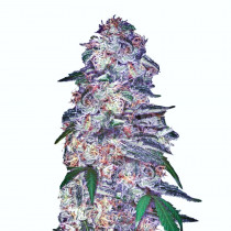 blue dream