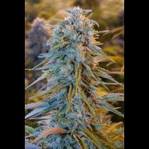 Blue Dream
