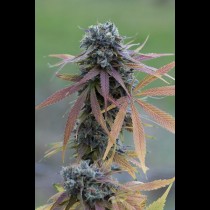 Blue Kush Autoflowering