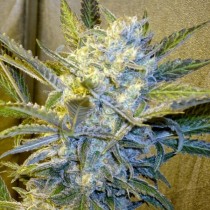 Blue Mystic feminised