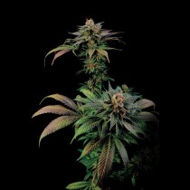 Blue Widow 
