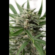 Blue Amnesia XXL Autoflowering