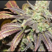 graines de Blue Cheese Autoflo